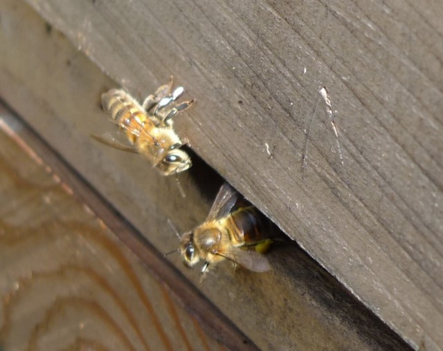 Honeybees, 6th April