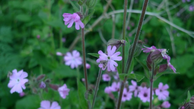 Do you see the moth?