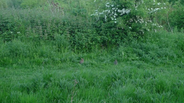 The babies sat very still