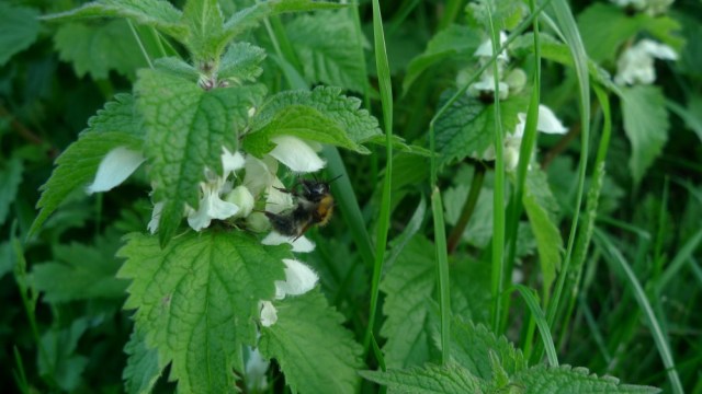 Bumblebee on nettle