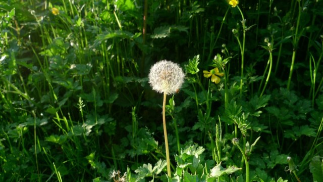 Dandelion