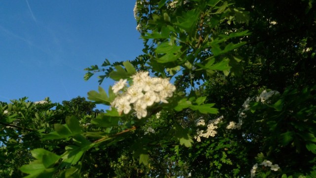 Hawthorn blossom