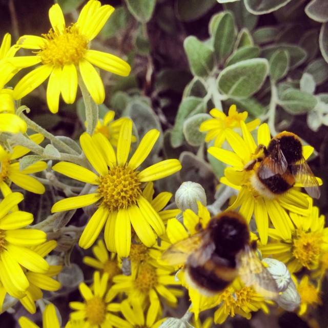 Bumble bees I photographed whilst on my lunch break near St Pauls Cathedral last week