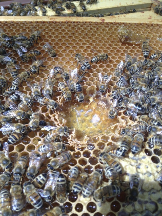 Honey scramble
