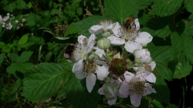 Bees on bramble