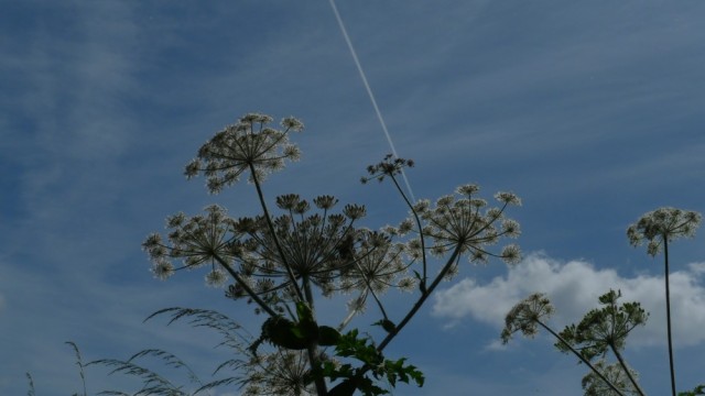 Flowers against sky