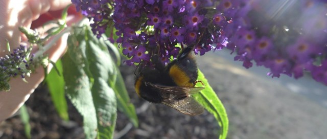 Buff-tailed bumblebee queen on buddleia