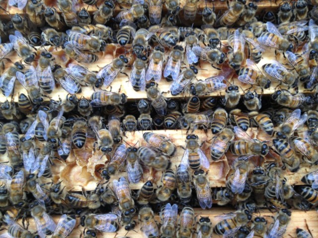 Bees on brood frames