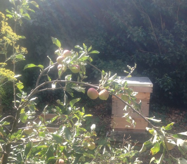 Apples in front of bee hive