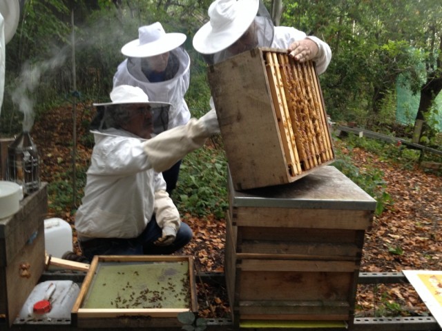 John Chapple inspecting Albert's hive