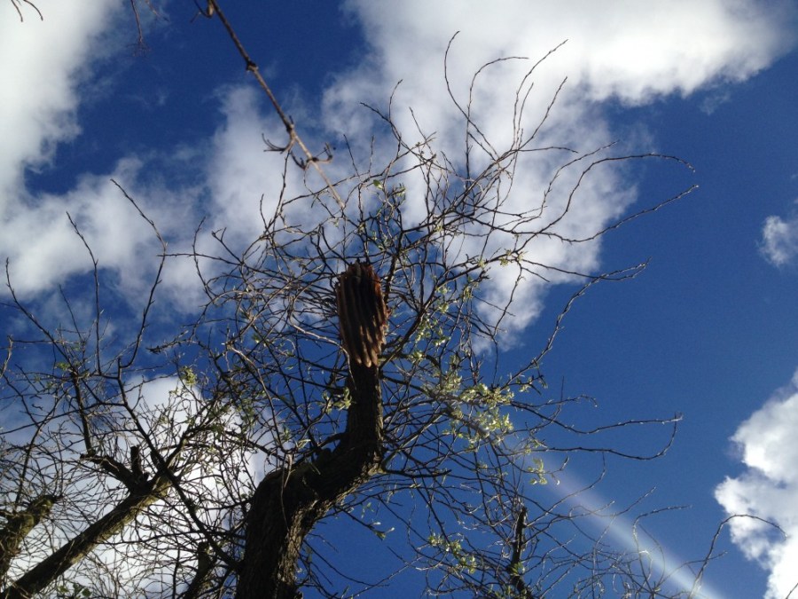 Honeybee combs in tree