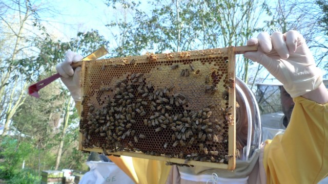 Inspecting a frame of bees