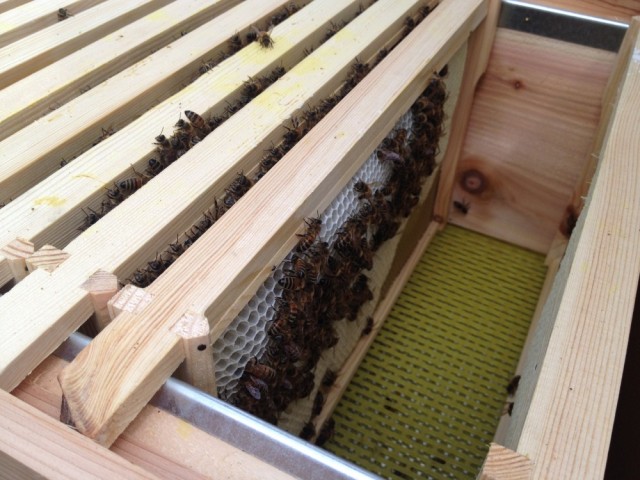 Fresh new comb in Myrtle's hive