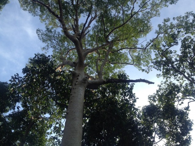 A mengaris tree, home to Apis dorsata bees