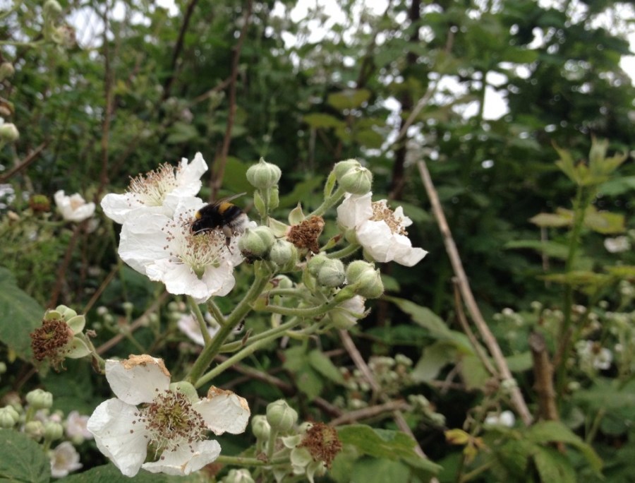 Bumble on bramble