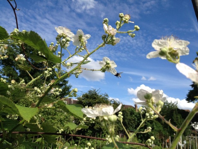 Bramble flowers against the sky
