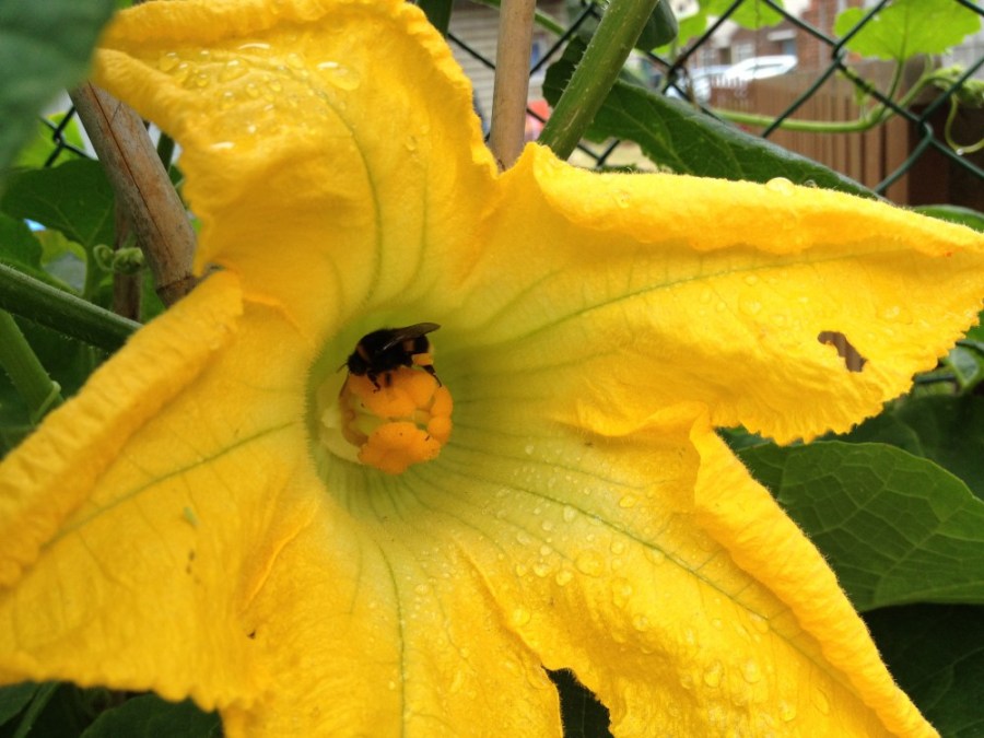 Bumble in pumpkin flower