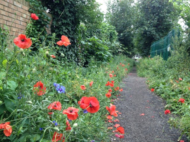 Radbourne Walk poppies