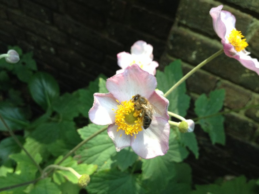 Honeybee on Japanese anemone