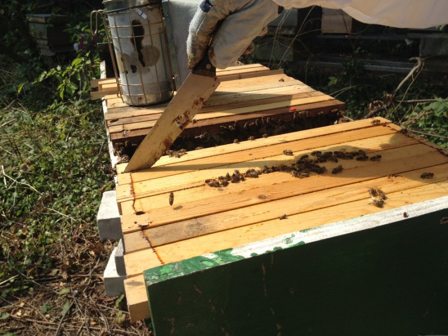 Brian cutting into his top bar hive
