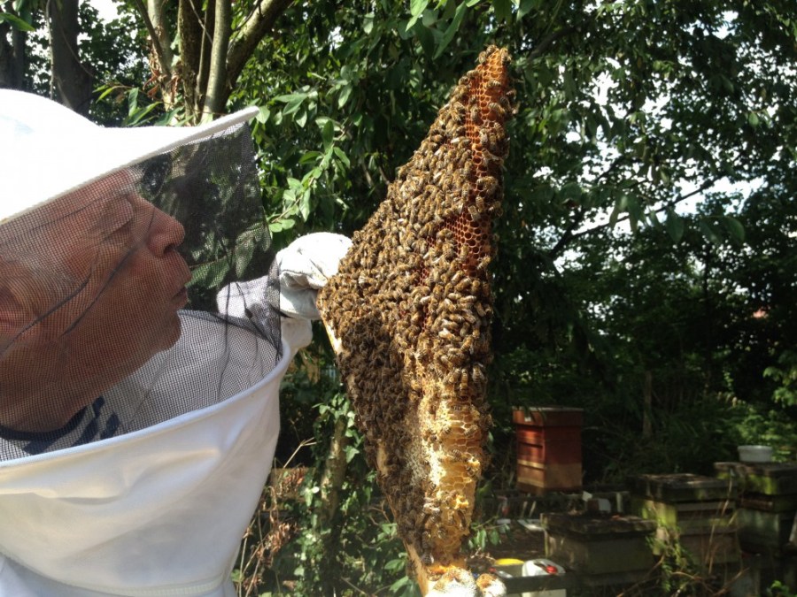 Brian blowing on the bees