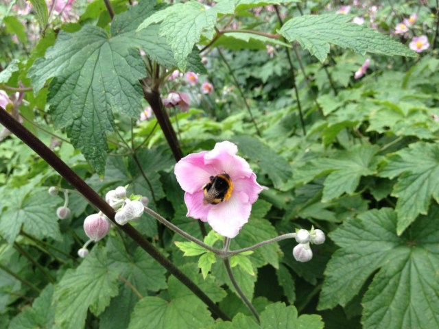 Bumblebee on Japanese anemone
