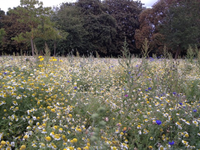 Wildflowers, Walpole Park