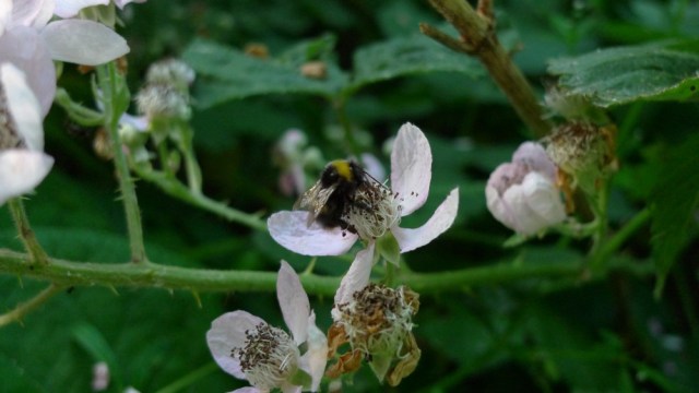 Bumblebee on bramble