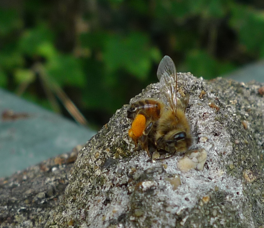 Dead bee with pollen. She never reached home.