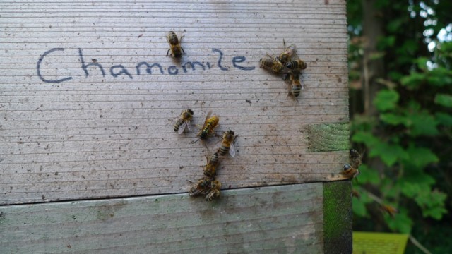Wasp on Chamomile's hive