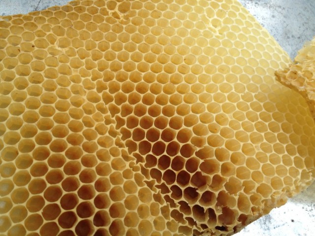Empty honey comb