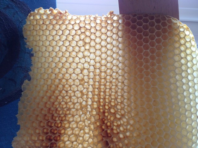 Honeycomb held up to the light