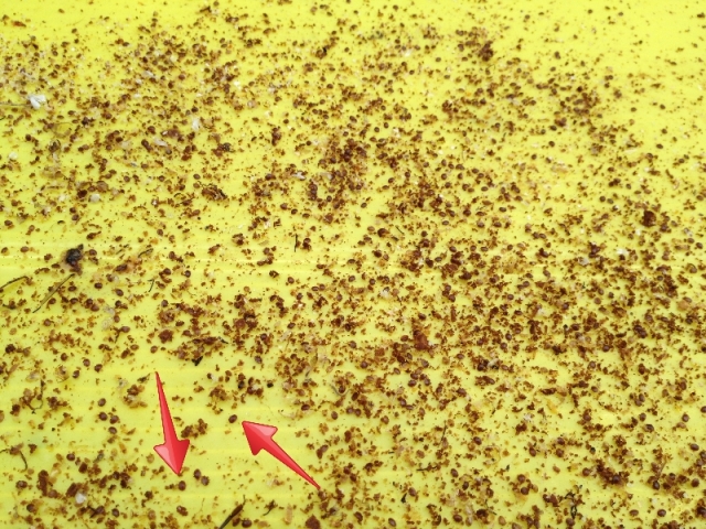 Varroa mites