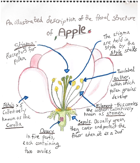 Floral structure of apple diagram