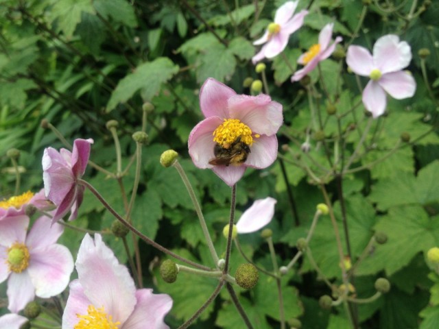 Bumble on chinese anemone