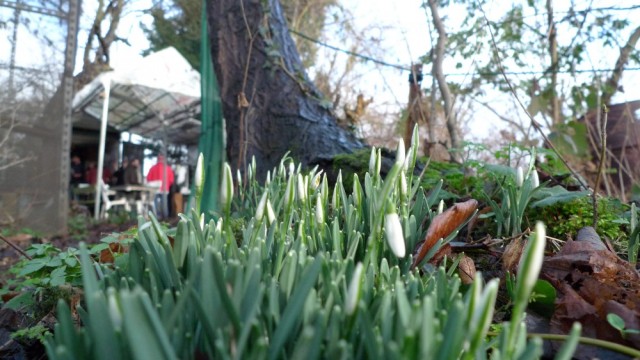 Snowdrops and tree