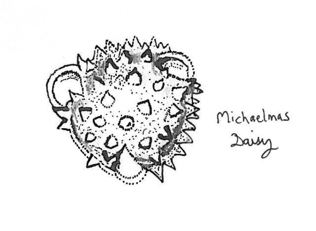 Michaelmas daisy pollen
