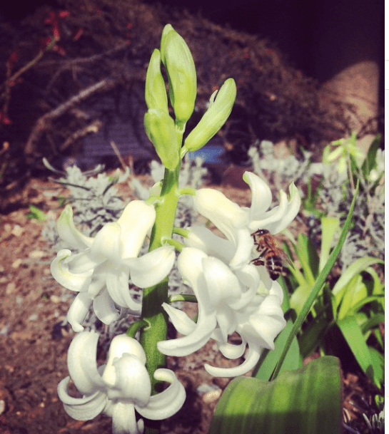 Bee on hyacinth