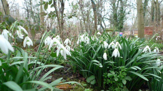 Snowdrops with hive in background