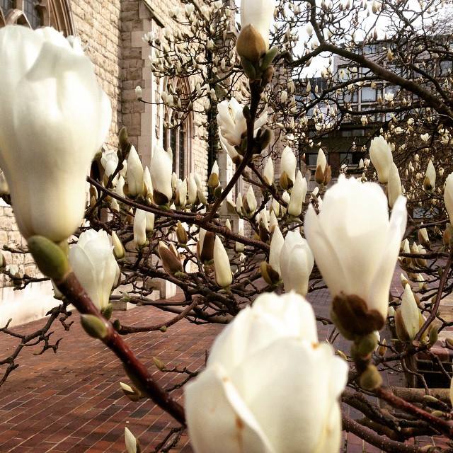 Magnolias