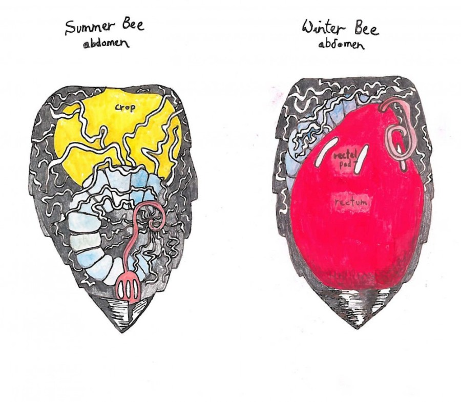 Summer bee/winter bee abdomens