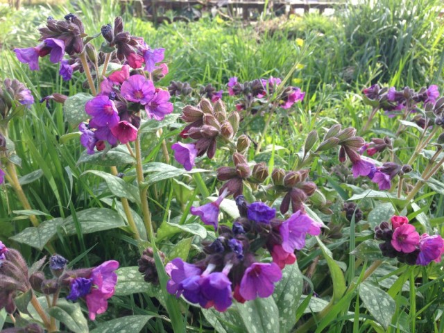 Pulmonaria, also known as Lungwort