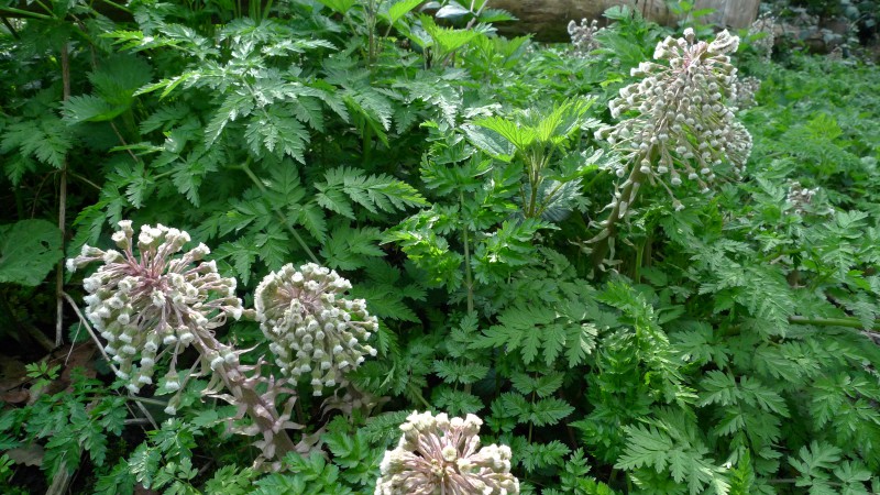 Butterbur