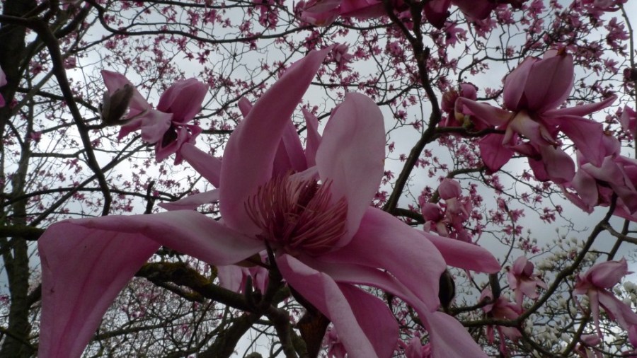 Magnolia flower