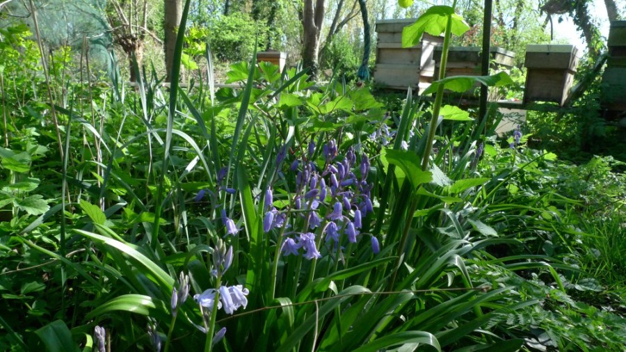 Bluebells, Ealing apiary