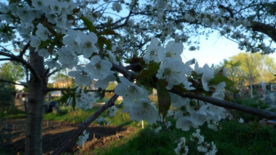 Blossom flowers