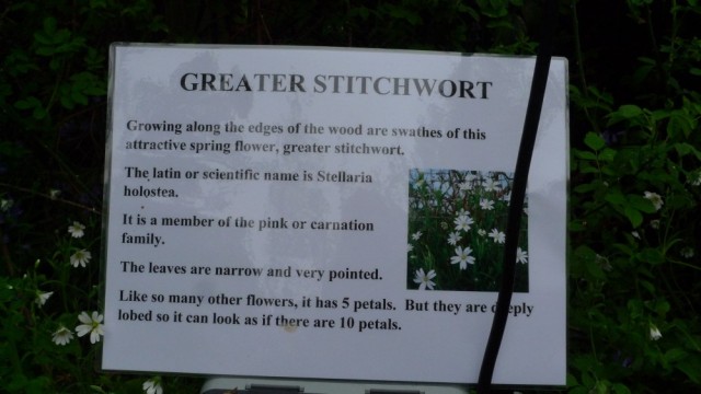 Greater stitchwort sign, Perivale wood