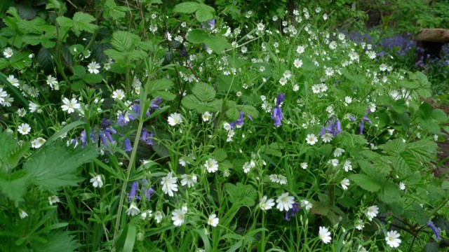 Bluebells and Greater stitchwort, Perivale wood