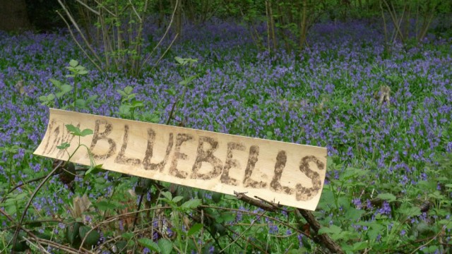 Bluebells sign, Perivale Wood