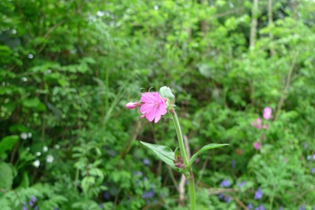 Pink flower Red campion?, Perivale wood